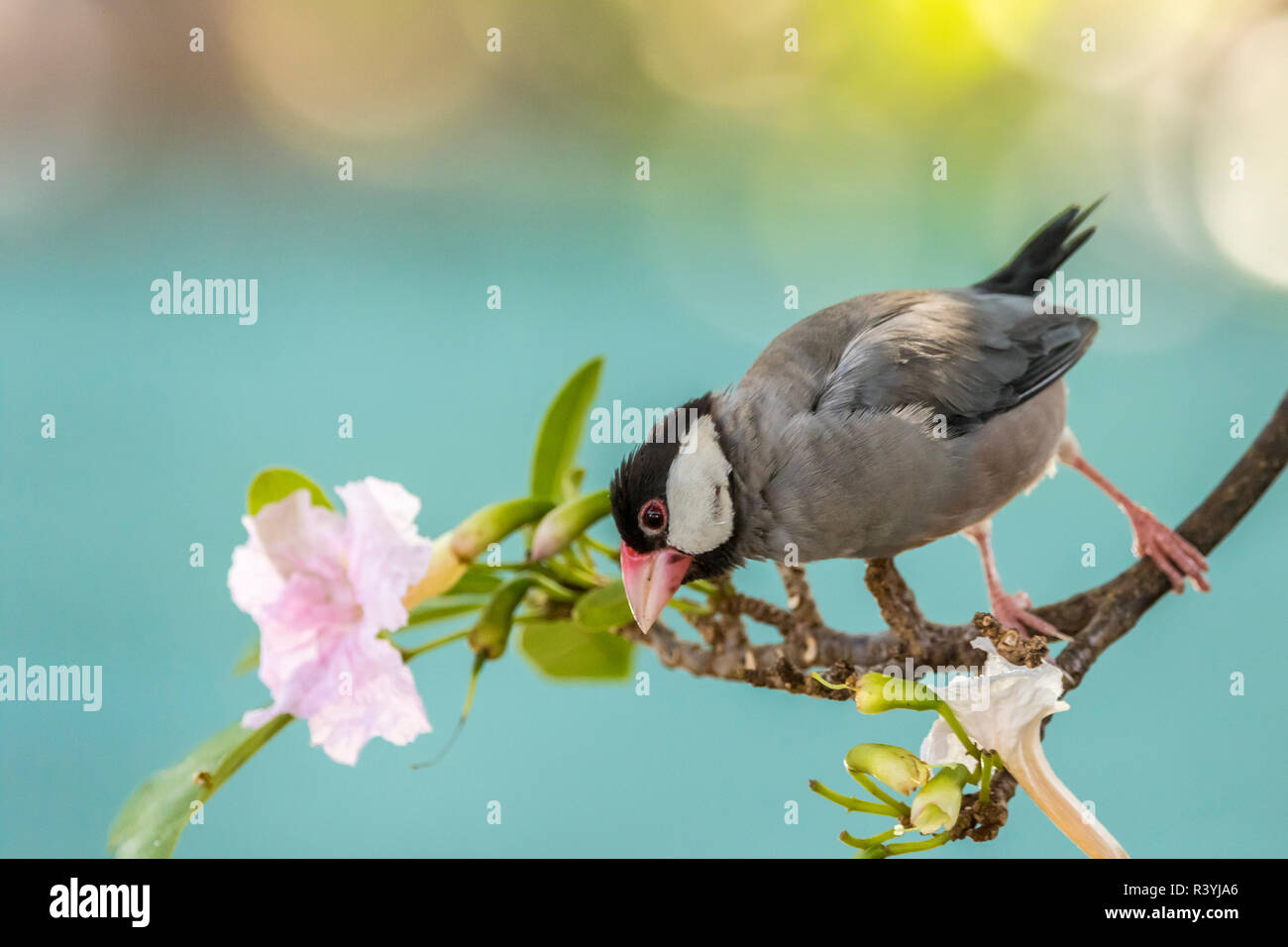 Stati Uniti d'America, Hawaii, Kona. Java sparrow close-up. Foto Stock