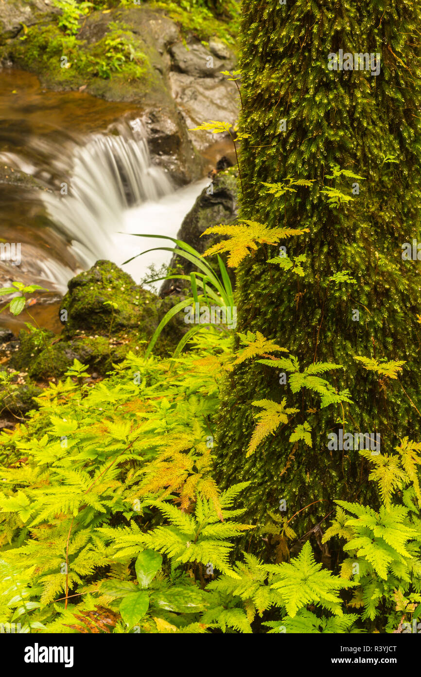 Stati Uniti d'America, Hawaii, Hawaii Tropicale Giardino Botanico. Cascata scenic. Foto Stock