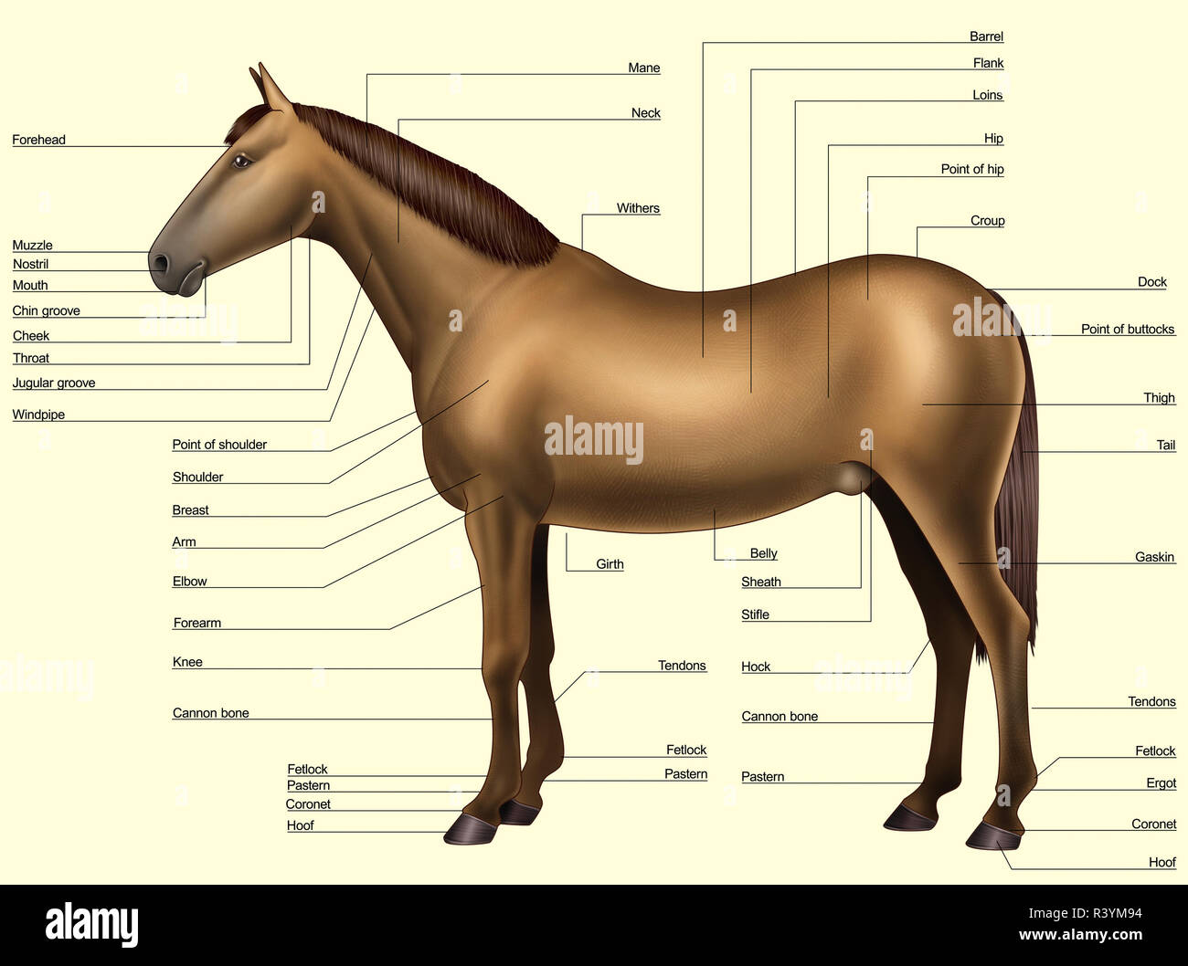Anatomia del cavallo - le parti del corpo Foto stock - Alamy