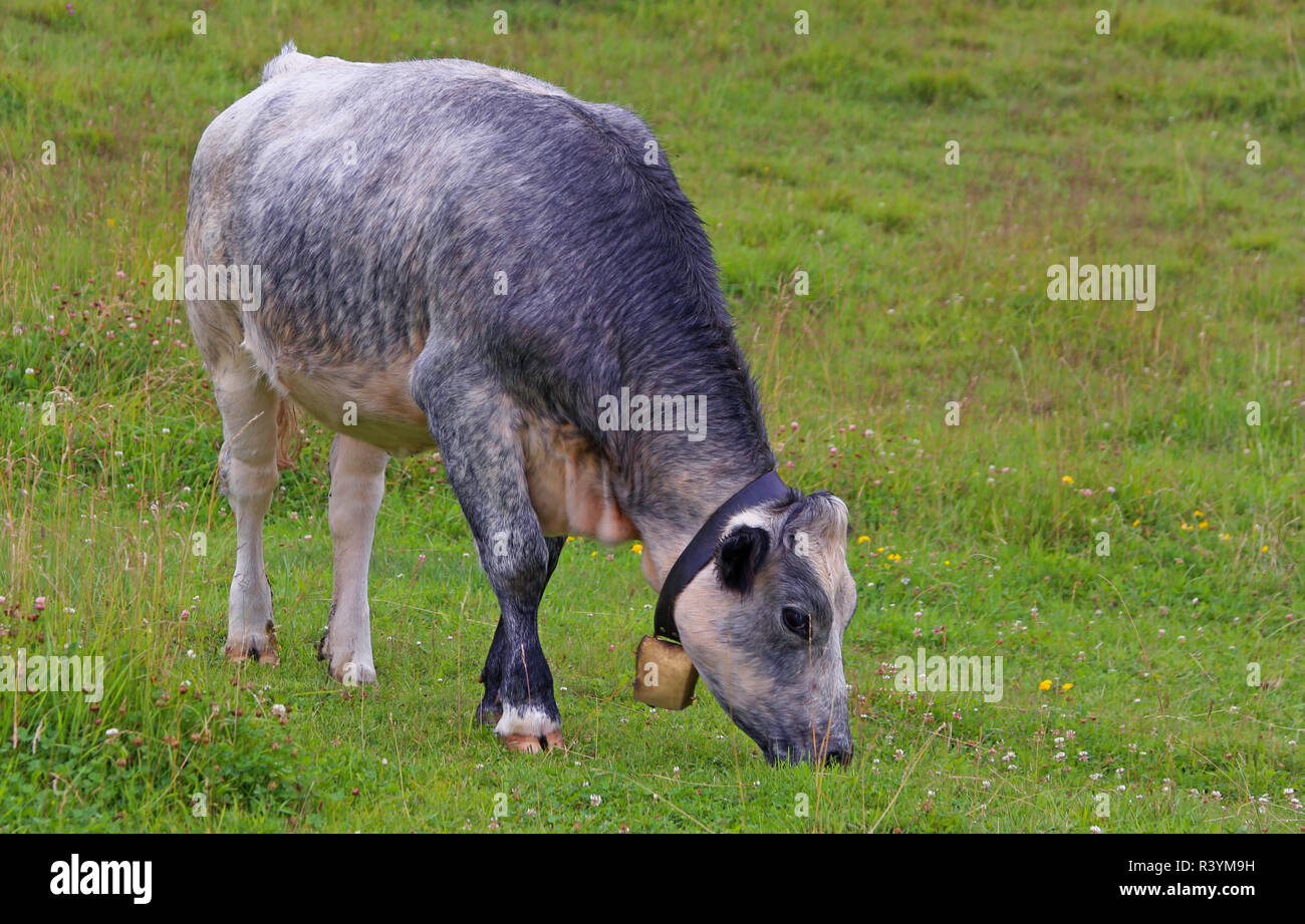 Giovane vacca alpina è di pascolare su un prato di montagna Foto Stock