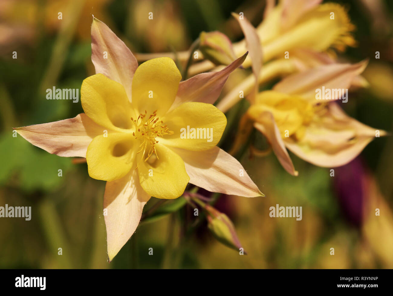 Giallo aquilegia alpina aquilegia vulgaris Foto Stock