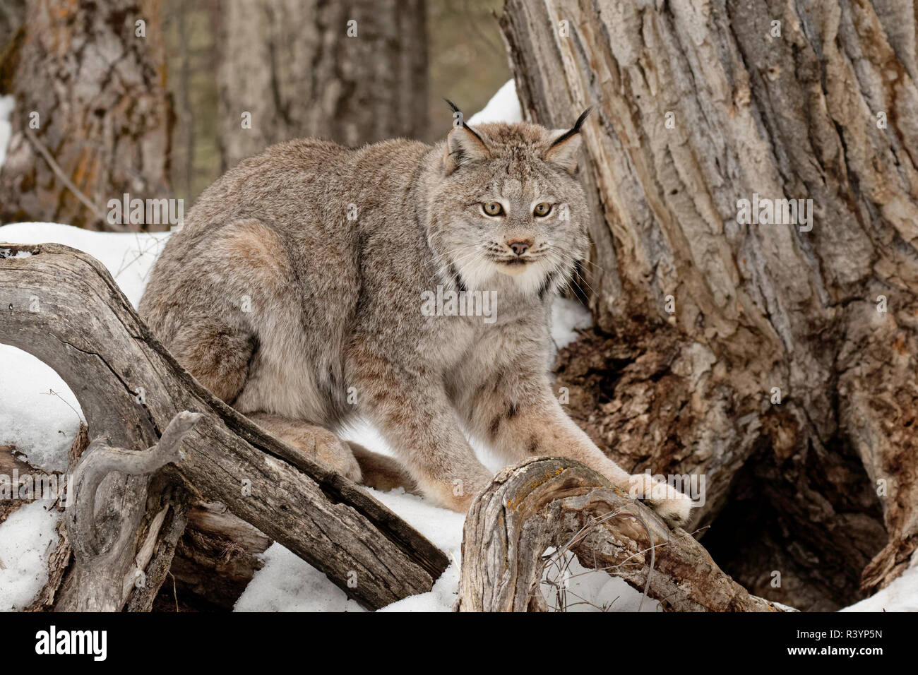 Captive Lynx di Canada o lince canadese in inverno, Montana. Lynx canadensis, Felidae Foto Stock