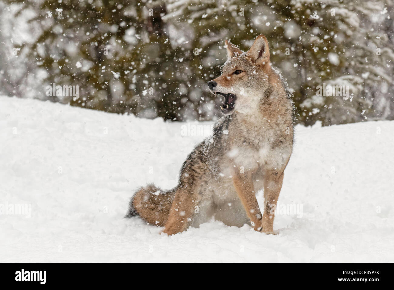 Captive coyote nella neve, Montana Foto Stock