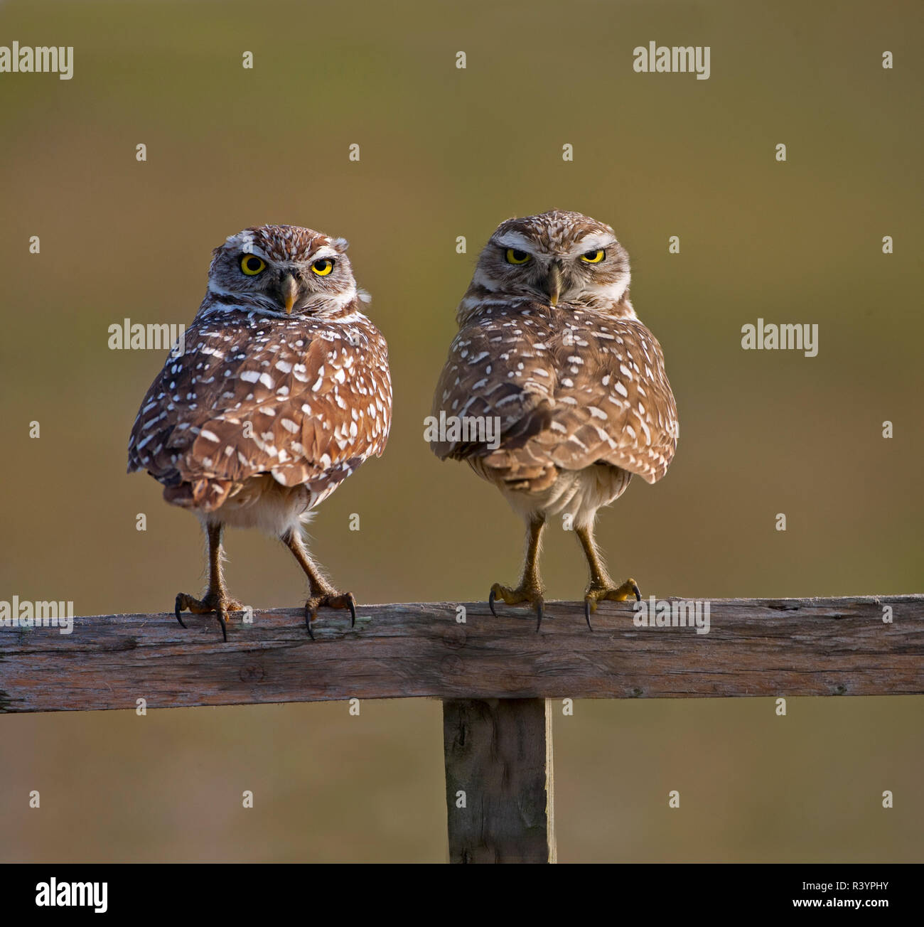 Scavando civette maschio e femmina Athene cunicularia Florida USA Foto Stock