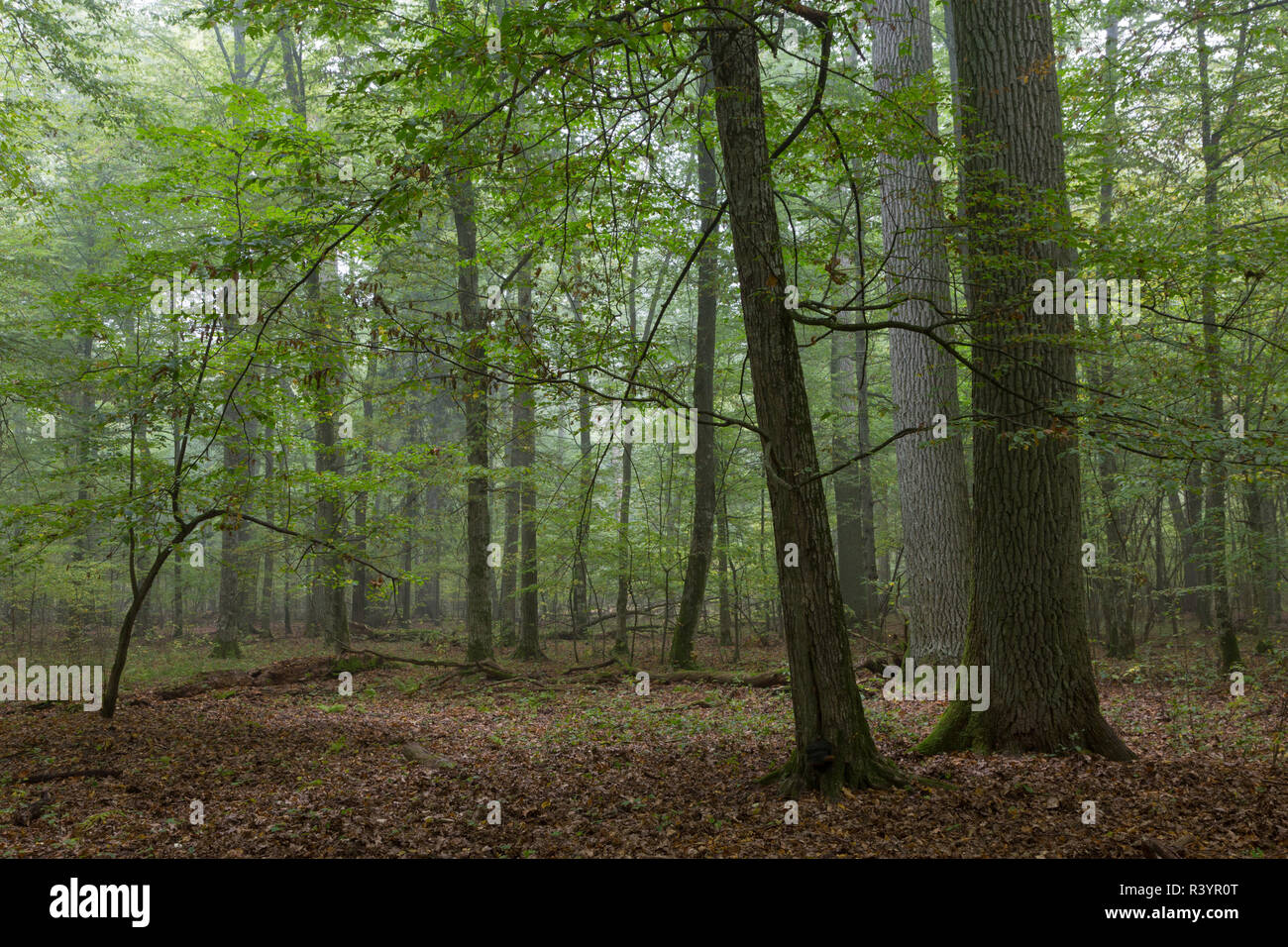 Quercia monumentale alberi della foresta di bialowieza Foto Stock