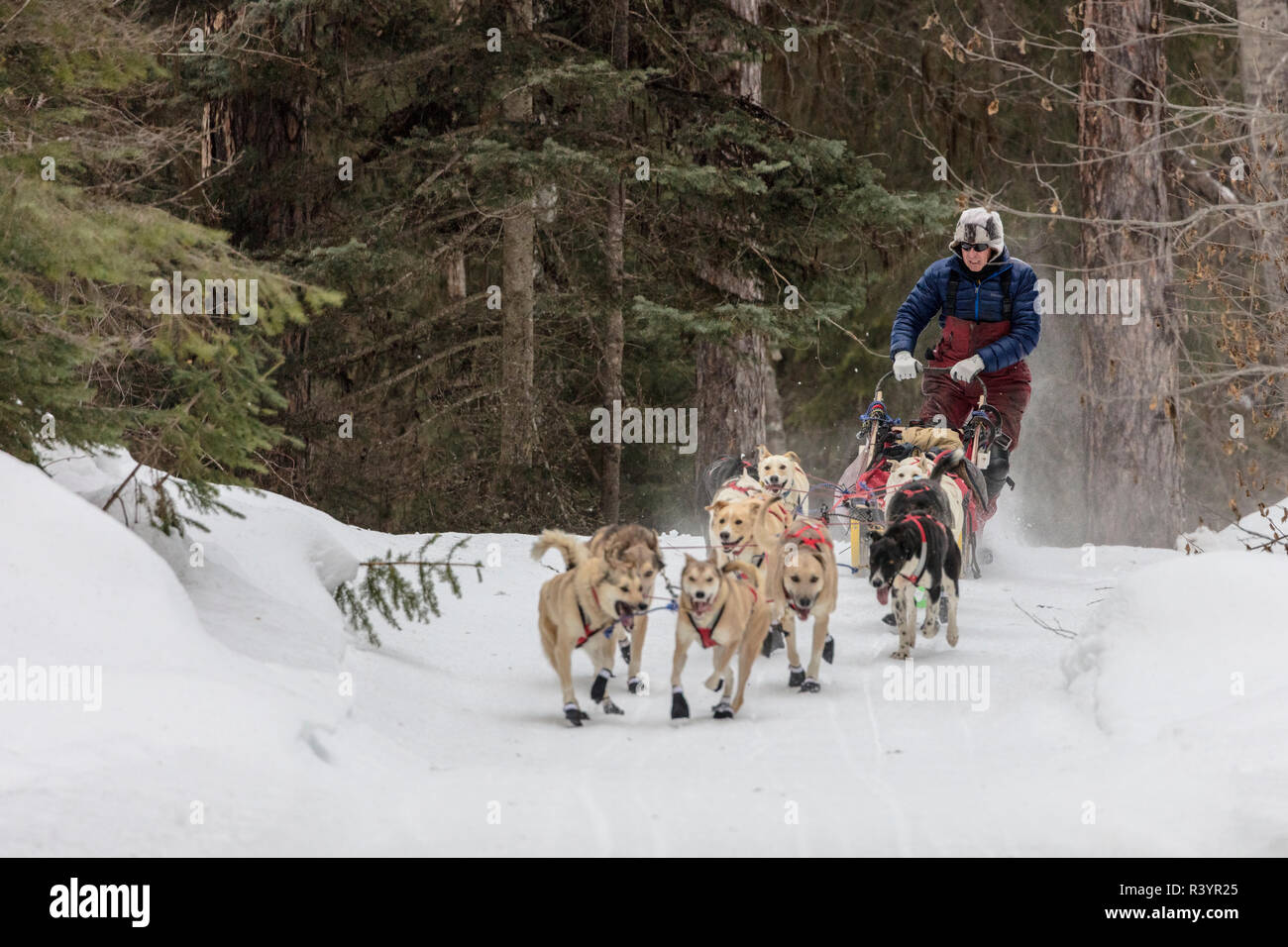 Il classico Flathead corsa di cani da slitta Near Olney, Montana, USA Foto Stock