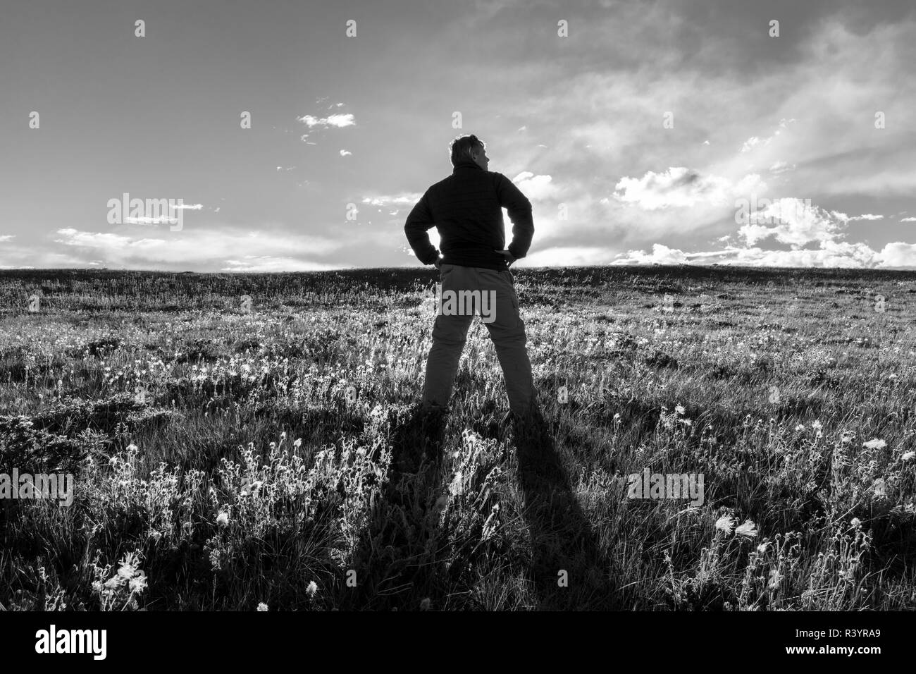 Ritratto di auto in un campo di fiori selvaggi vicino Dupuyer, Montana, USA Foto Stock