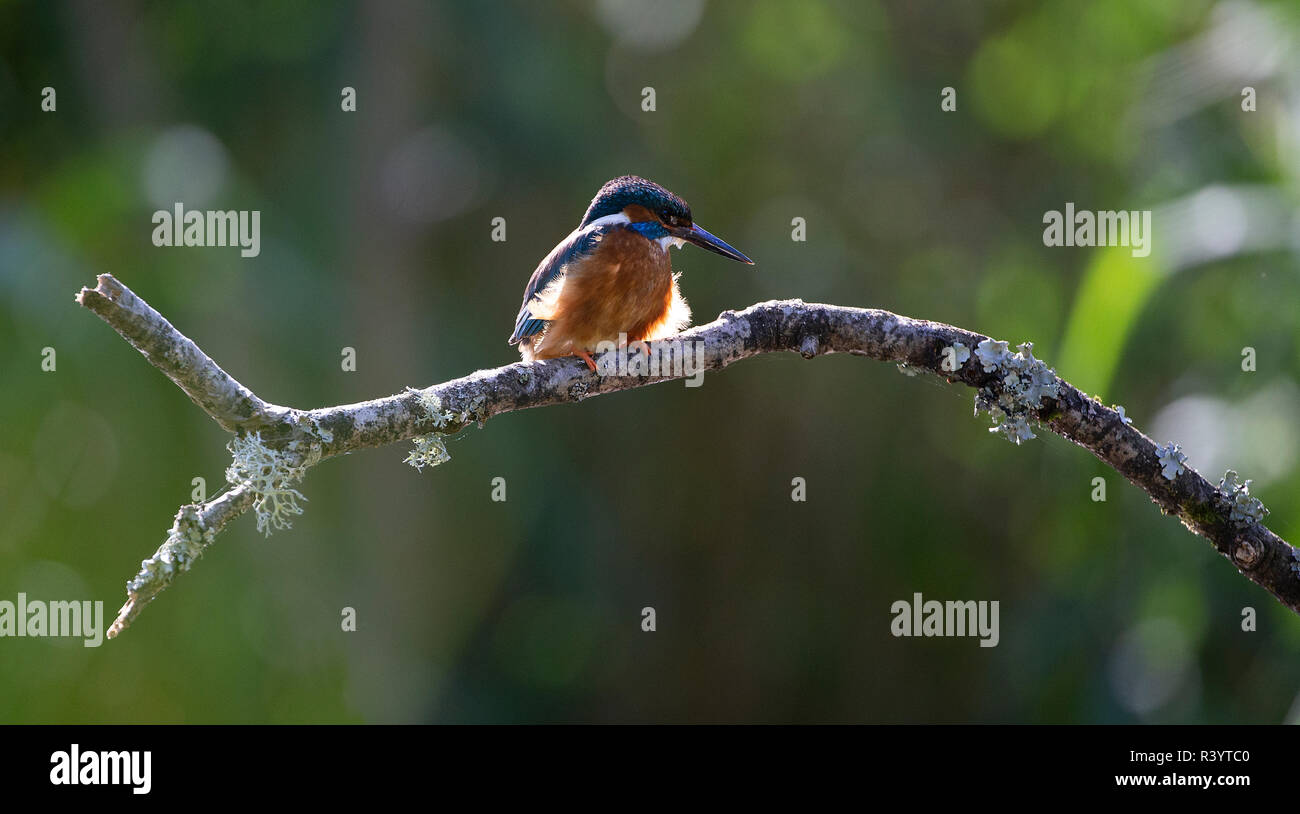 Common Kingfisher seduto su un ramo cerca di pesce Foto Stock