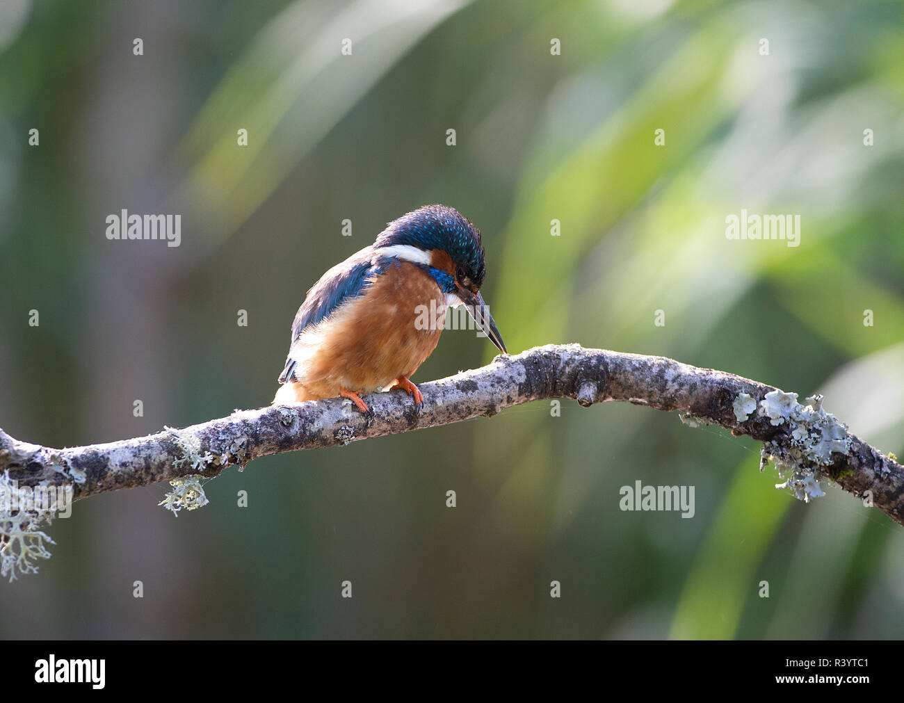 Common Kingfisher seduto su un ramo cerca di pesce Foto Stock