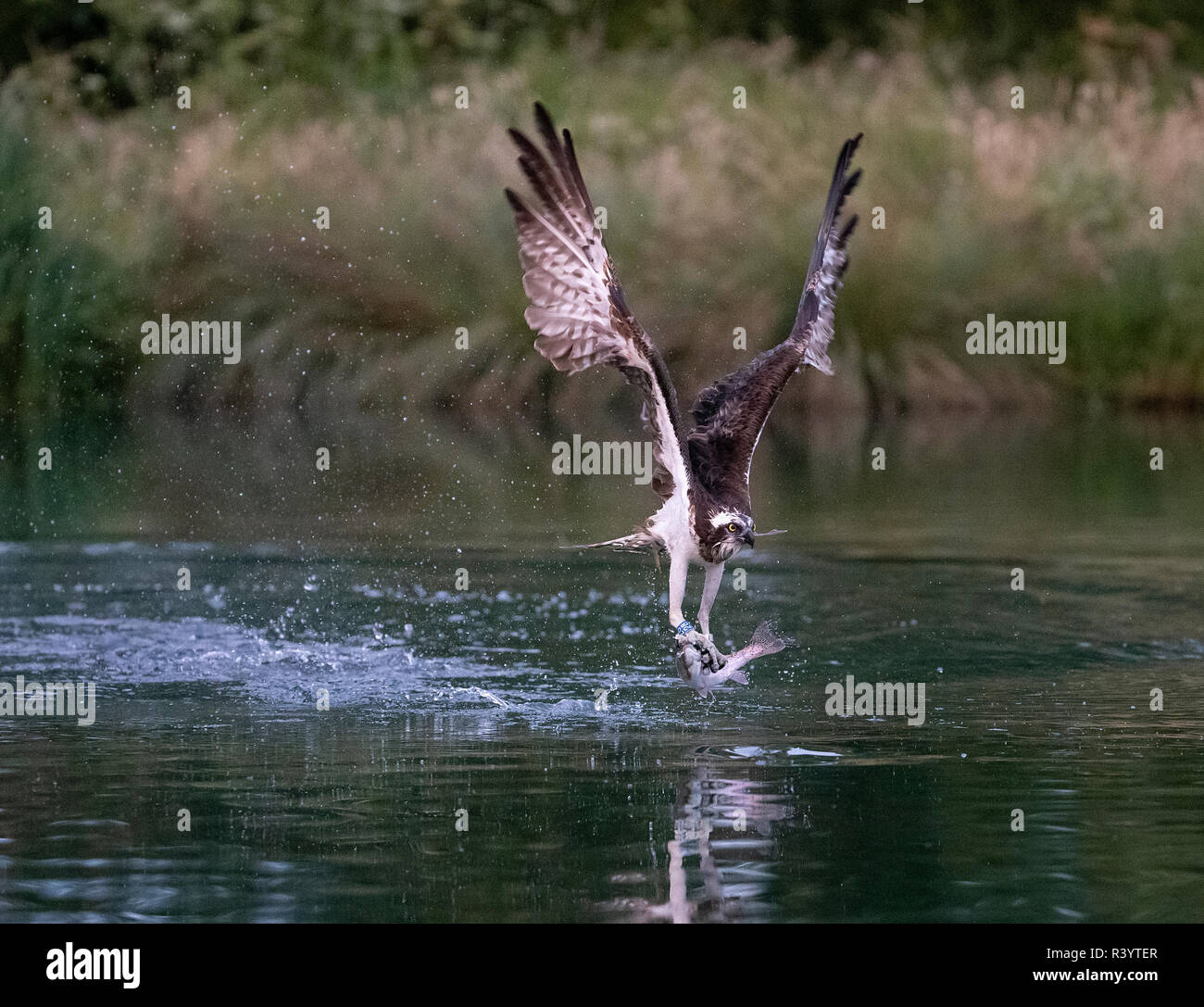 Falco pescatore (Pandion haliaetus) in volo con una trota negli artigli Foto Stock