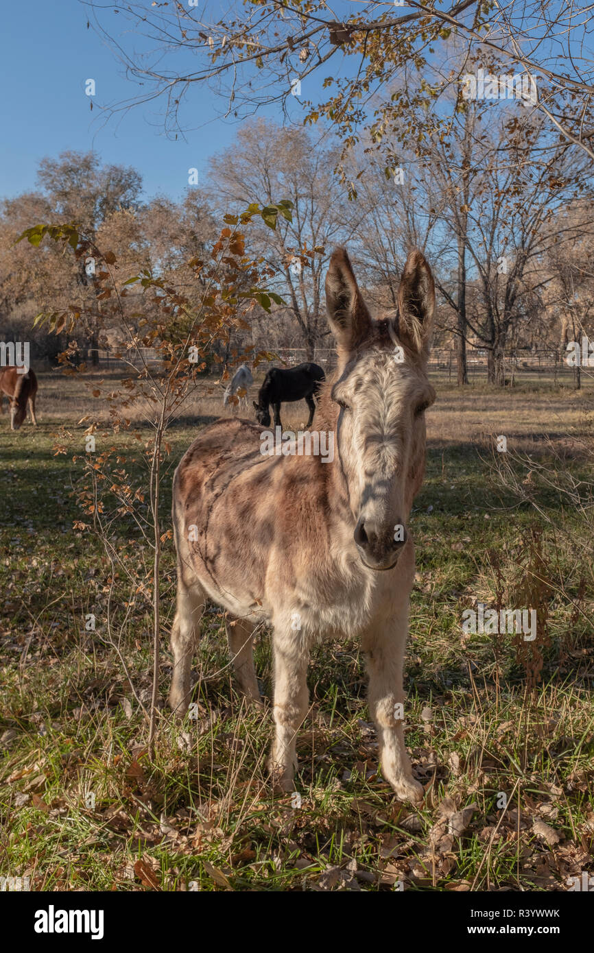 Asino in campo con i cavalli in background Foto Stock