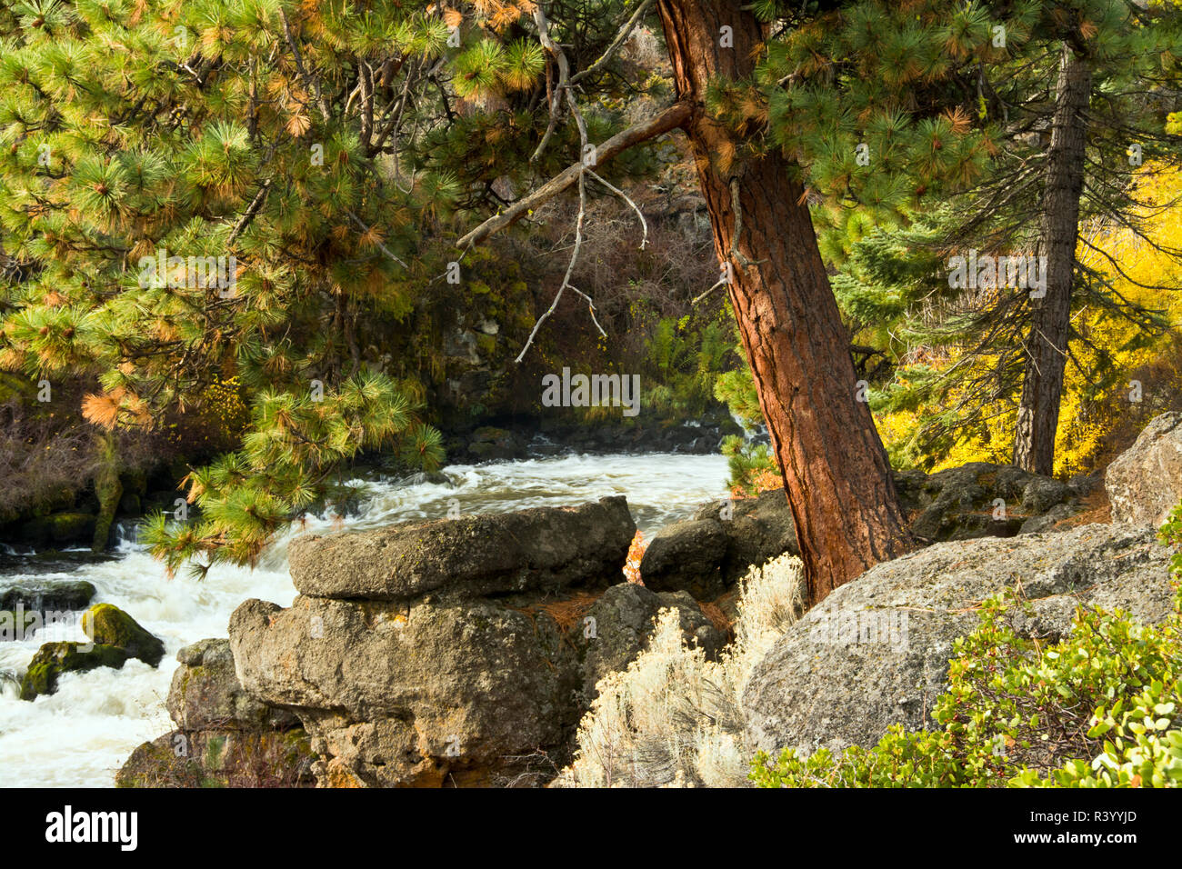 In autunno, Dillon Falls Area, fiume Deschutes, Deschutes National Forest, Oregon, Stati Uniti d'America Foto Stock