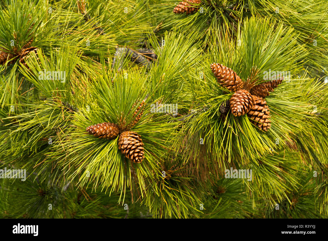 Pigne, vicino, Deschutes National Forest, Oregon, Stati Uniti d'America Foto Stock