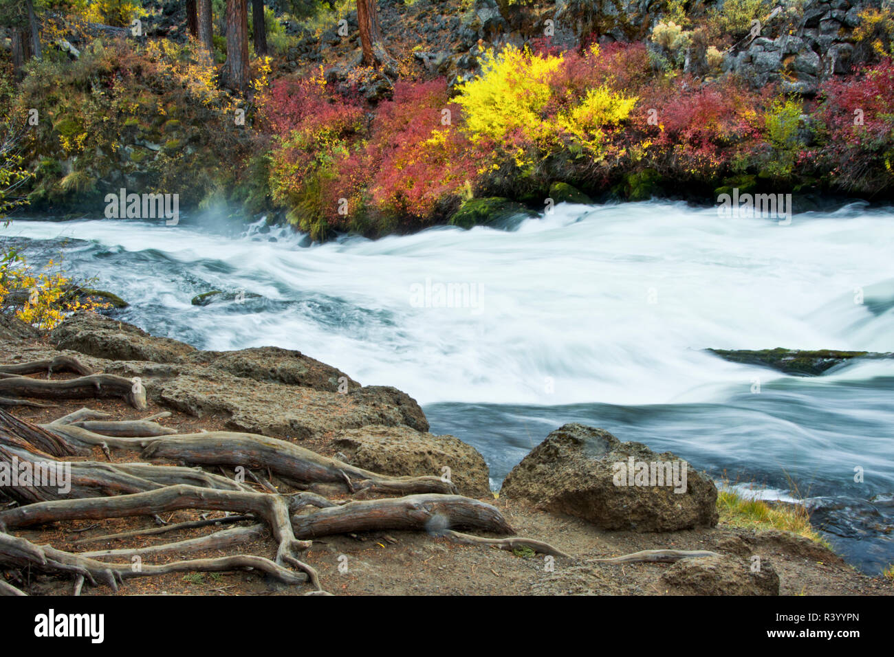 Fiume Deschutes, Deschutes National Forest, piegare, Oregon, Stati Uniti d'America Foto Stock