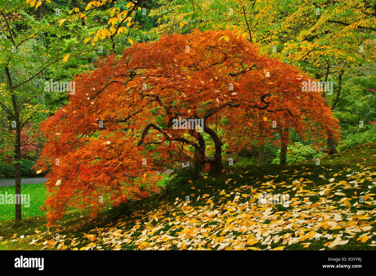 Acero giapponese, autunno, Portland Giardino Giapponese, Portland, Oregon, Stati Uniti d'America Foto Stock