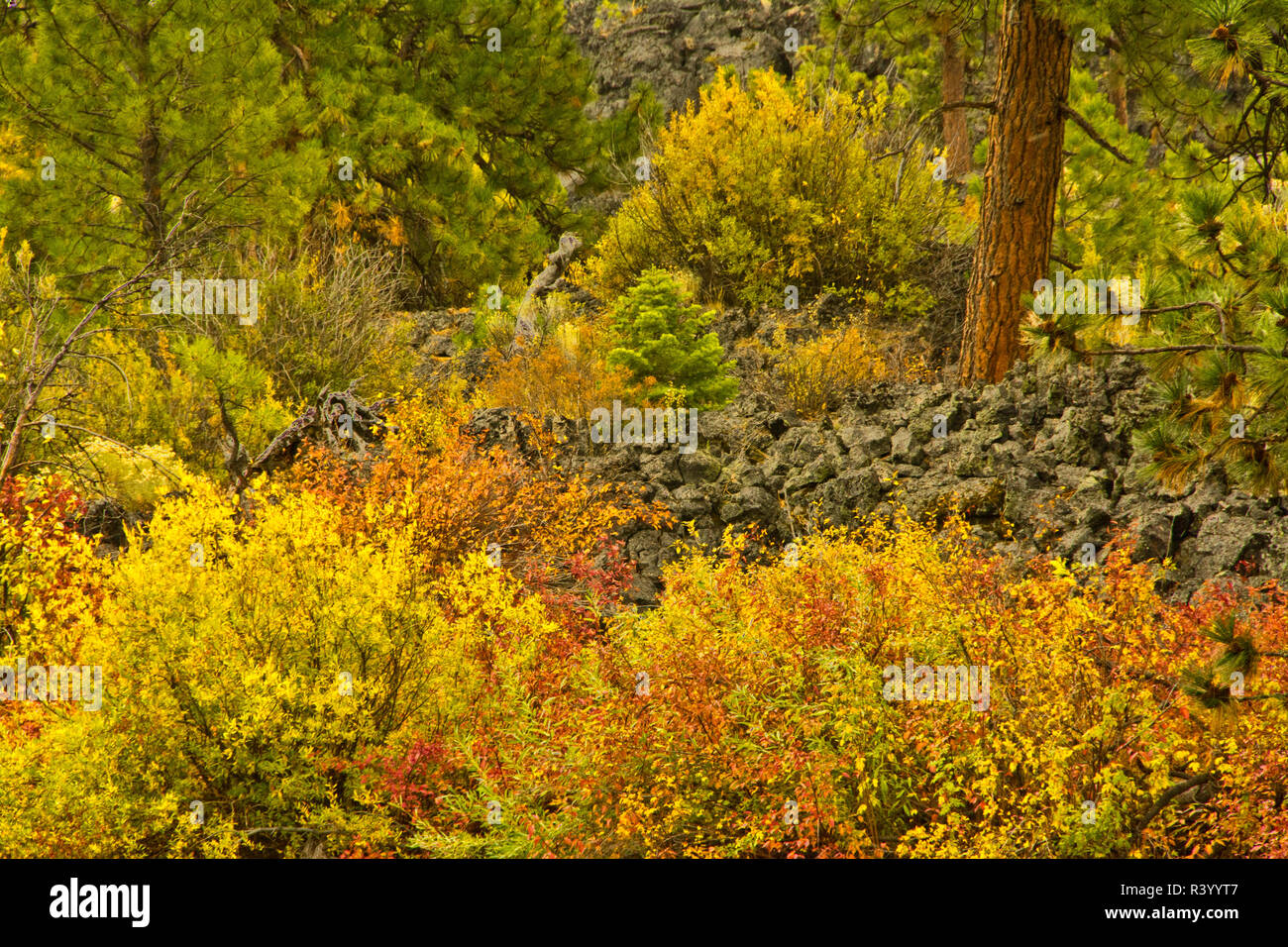 Autunno a colori, fiume Deschutes area, Deschutes National Forest, Oregon, Stati Uniti d'America Foto Stock