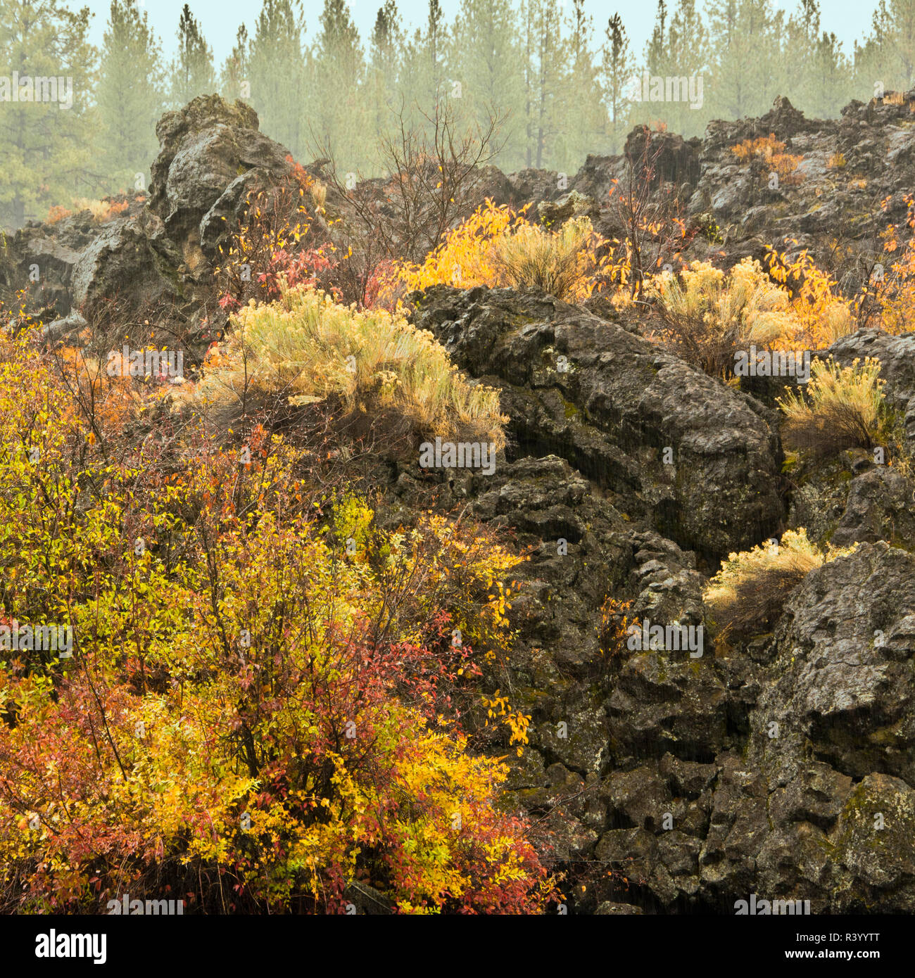 In autunno, fiume Deschutes area, Deschutes National Forest, Oregon, Stati Uniti d'America Foto Stock