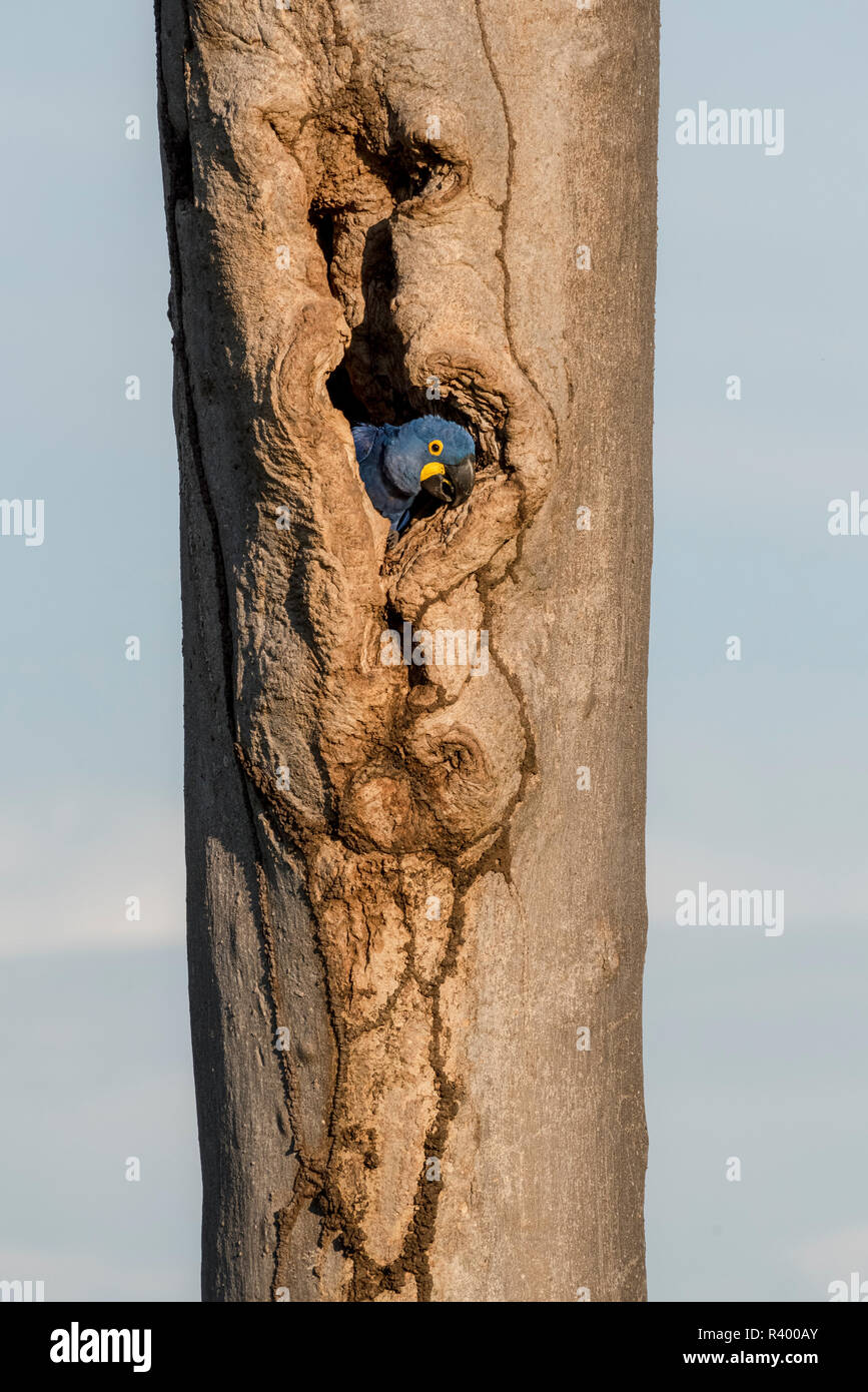 Ara Giacinto (Anodorhynchus hyacinthinus) guarda fuori della grotta di allevamento nel tronco di albero, Pantanal, Mato Grosso do Sul, Brasile Foto Stock