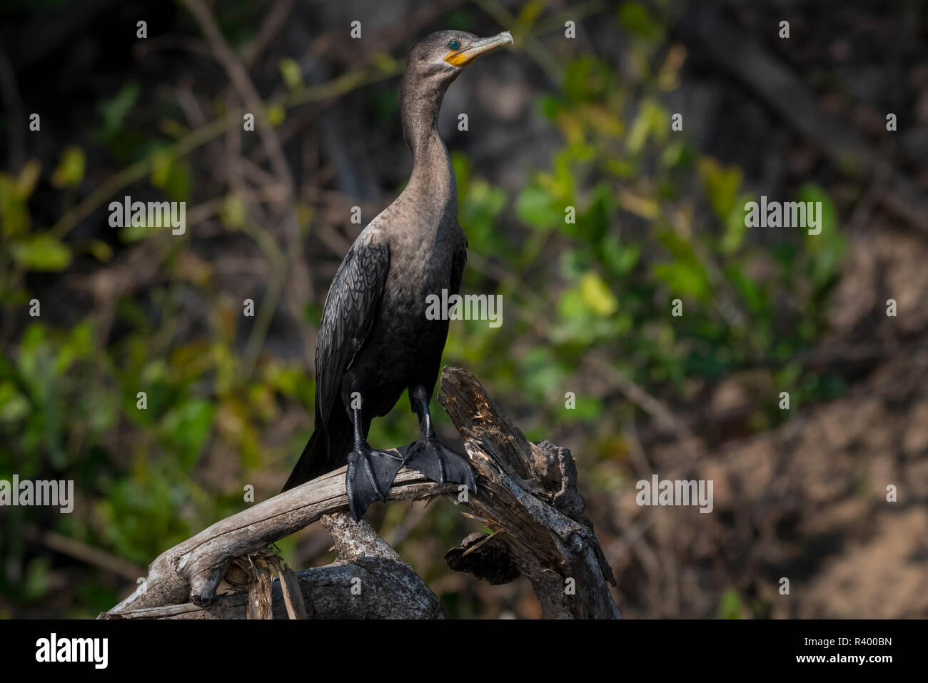 Olivaceous cormorano (Phalacrocorax brasilianus) su deadwood, Pantanal, Mato Grosso do Sul, Brasile Foto Stock