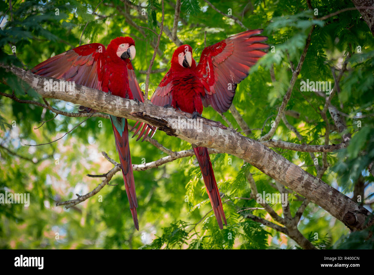 Rosso-verde (pappagalli ara chloropterus), animale giovane con ali aperte in un albero, Pantanal, Mato Grosso do Sul, Brasile Foto Stock