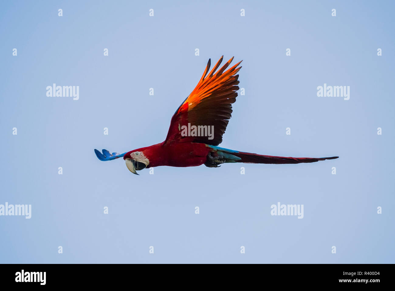 Rosso-verde macaw (Ara chloropterus) in volo, Pantanal, Mato Grosso do Sul, Brasile Foto Stock