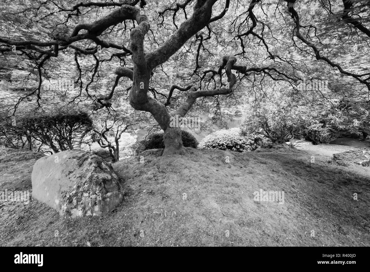 Acero giapponese, Portland Giardino Giapponese, Oregon. Foto Stock