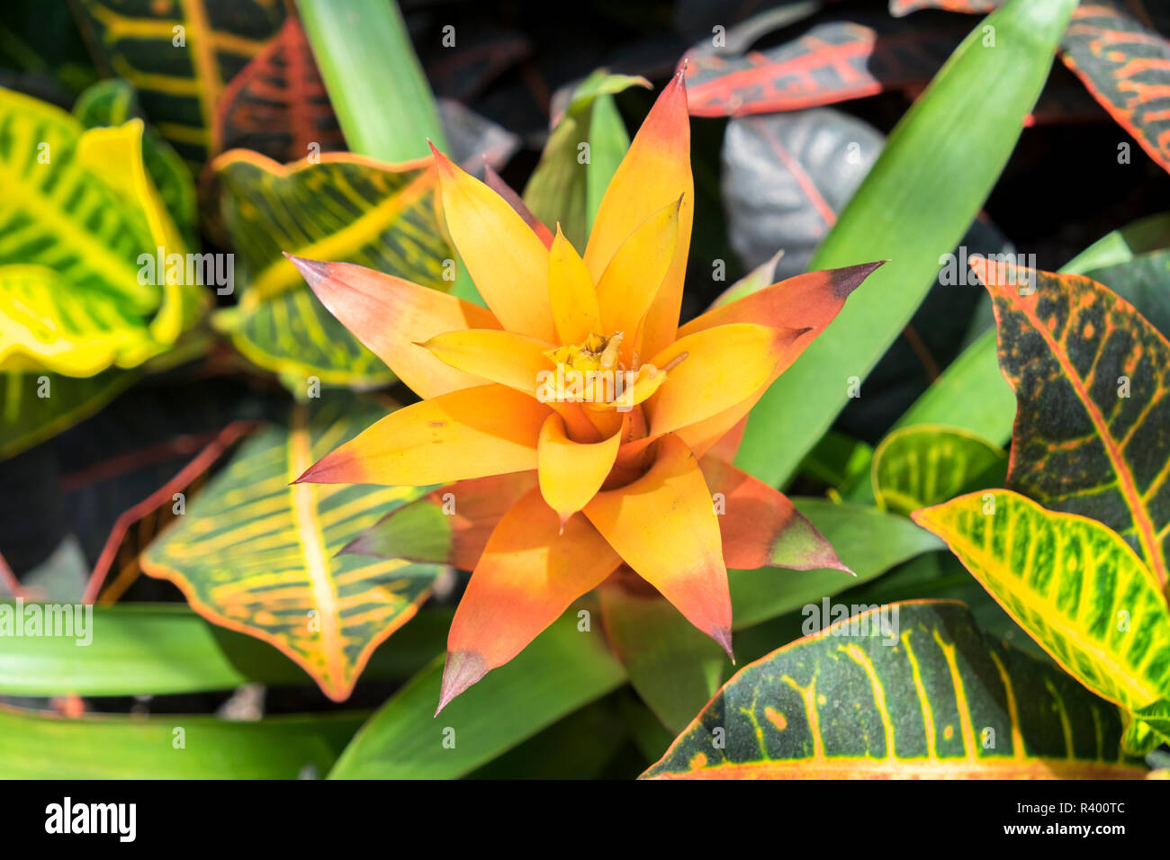 Pianta Variegata Di Bromelia Immagini E Fotografie Stock Ad Alta ...