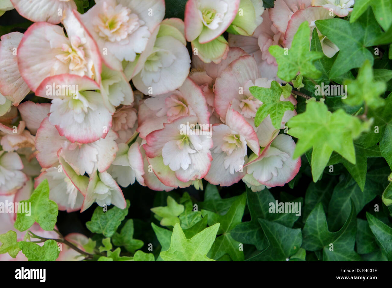 Begonia e ivy, STATI UNITI D'AMERICA Foto Stock