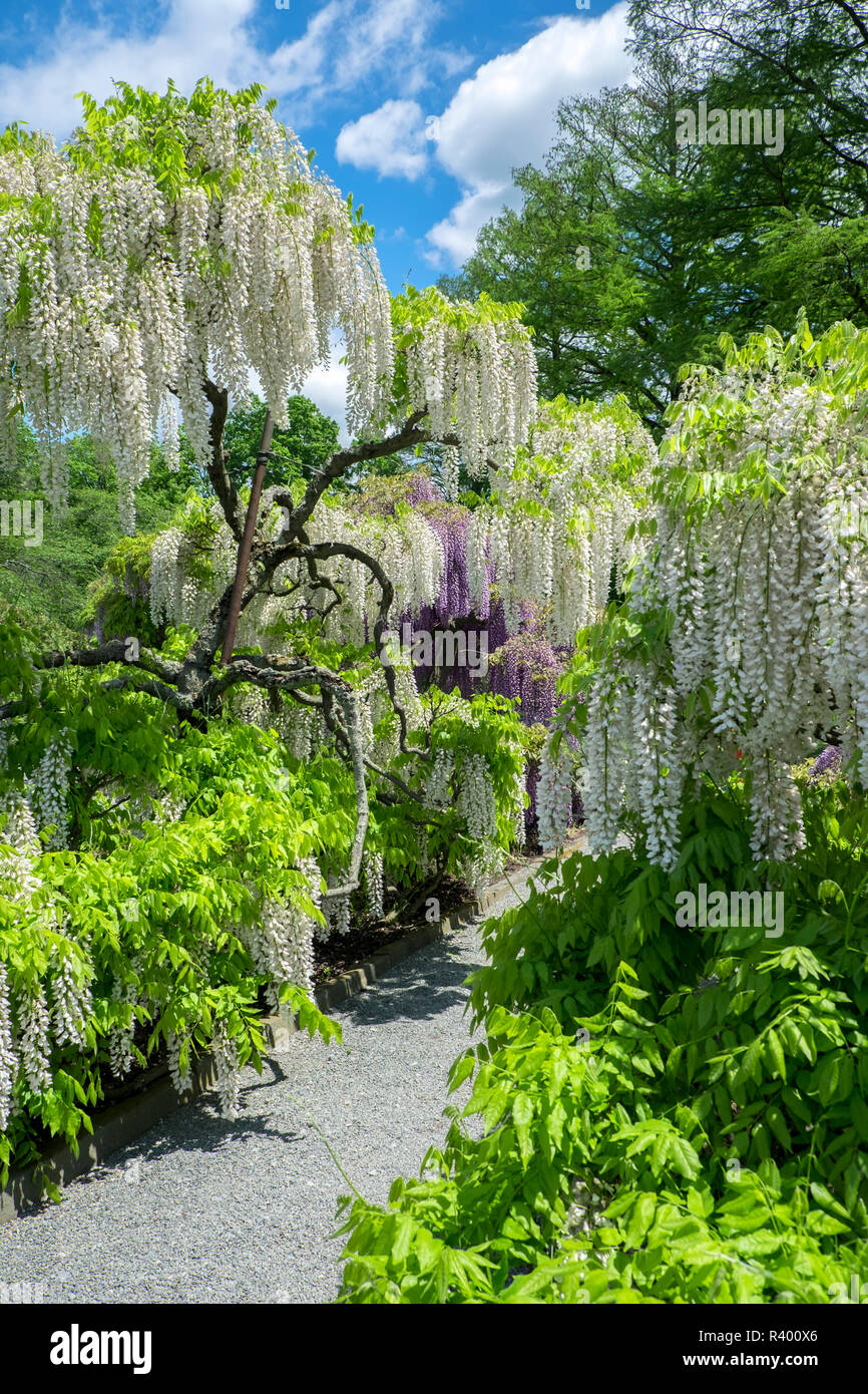 Il Glicine giapponese, Longwood Gardens, Kennett Square, Pennsylvania, Stati Uniti d'America Foto Stock