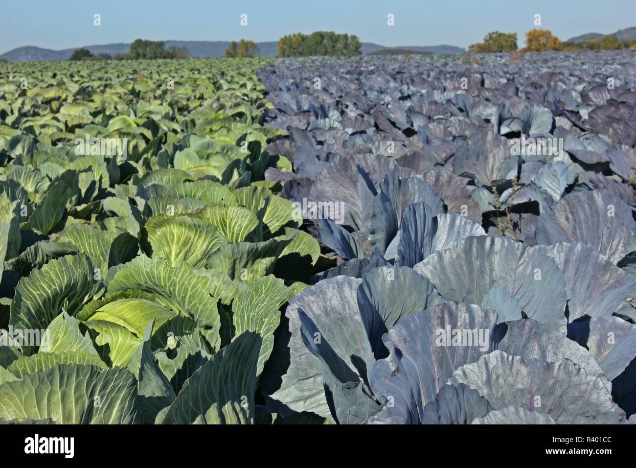 Campo di cavolo cappuccio con cavoli bianchi e cavoli rossi Foto Stock