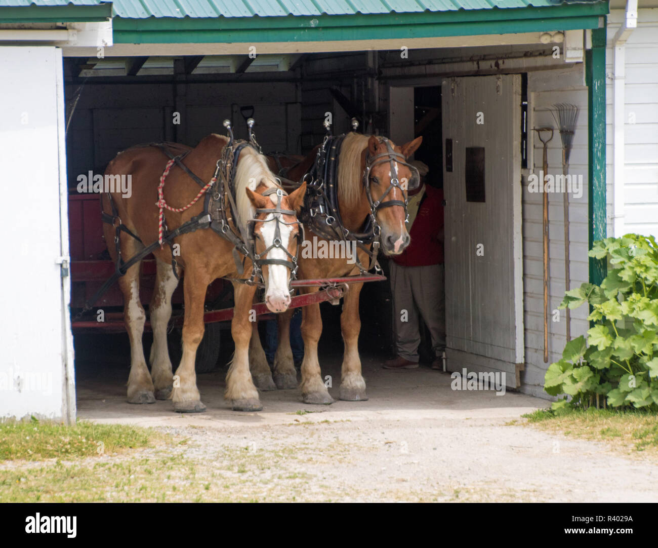 Cavalli da lavoro sull isola di Mackinac Foto Stock