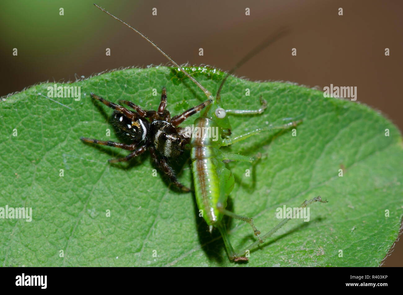 Jumping Spider, Paraphidippus aurantius, con katydid, Famiglia Tettigoniidae, ninfa preda Foto Stock