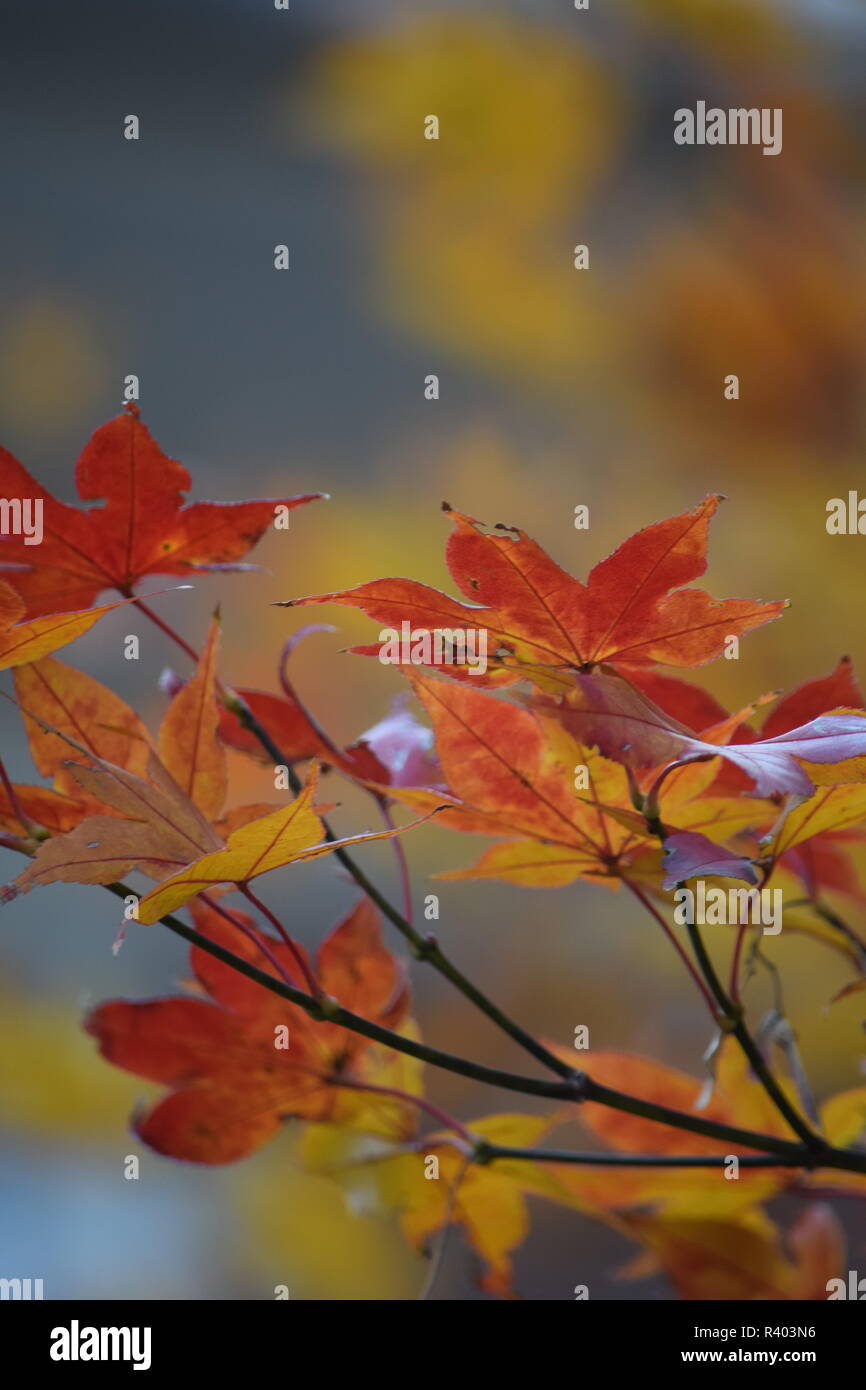 Acero Rosso Foglie di autunno Foto Stock