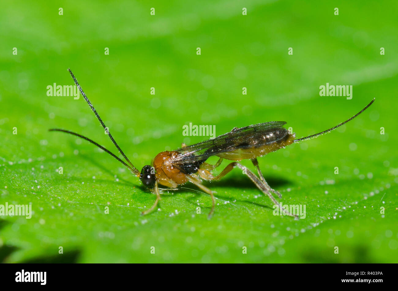 Ichneumon Wasp, Famiglia Ichneumonidae, femmina Foto Stock