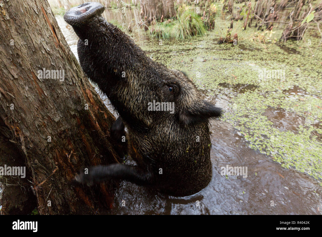 Suini selvatici nuota in una palude della Louisiana e abbracci un cipresso Foto Stock Suini selvatici nuota in una palude della Louisiana e abbracci un cipresso Foto Stock
