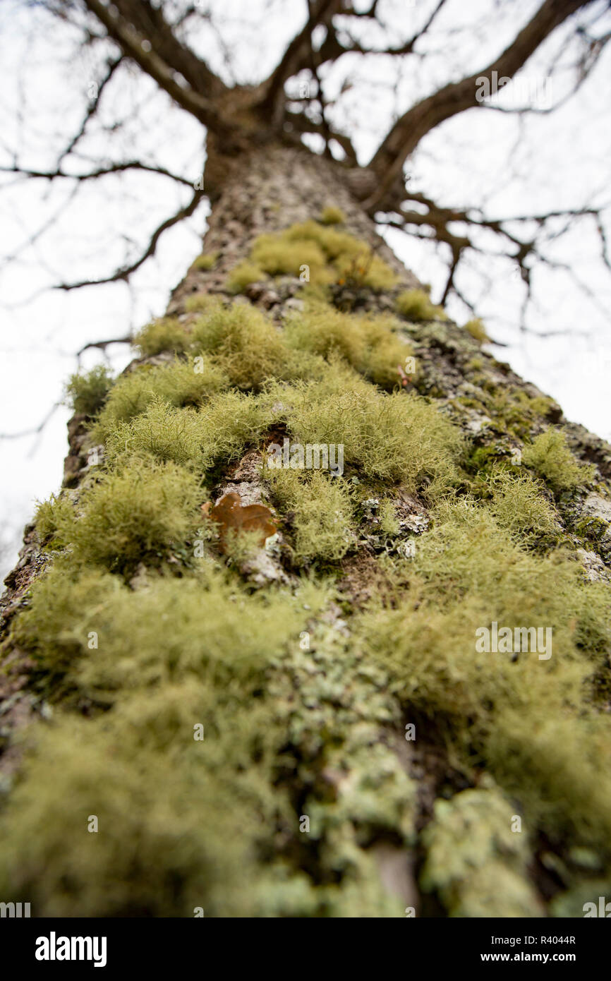 I licheni crescono su un lato di un albero di quercia in prossimità di una strada nella nuova foresta Hampshire England Regno Unito GB. L'assenza di certi licheni possono indicare aria pol Foto Stock