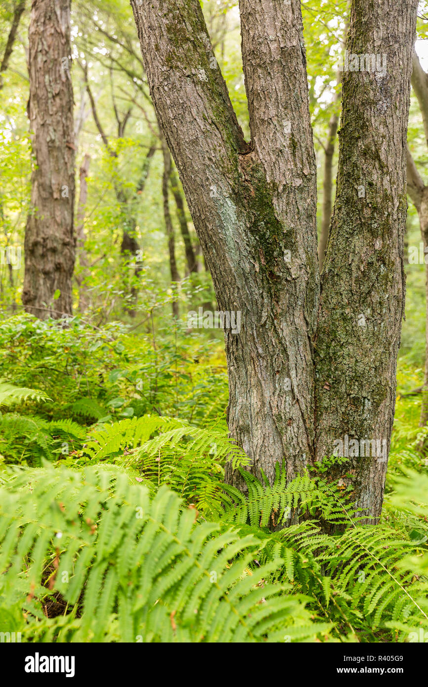 Gli alberi e le felci in una foresta su Sagamore Hill di Hamilton in Massachusetts. Foto Stock