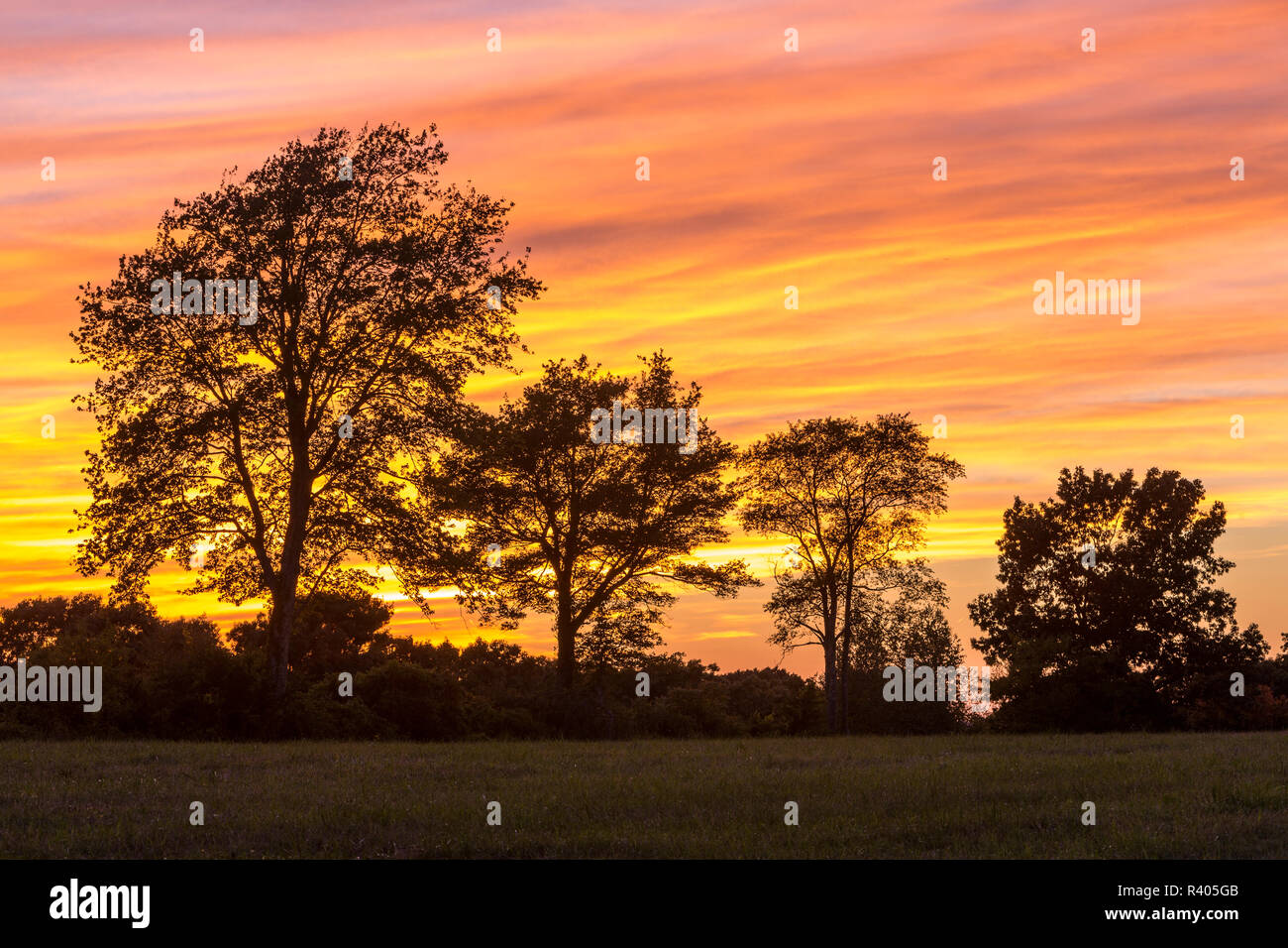 Alberi al tramonto su Sagamore Hill di Hamilton in Massachusetts. Foto Stock