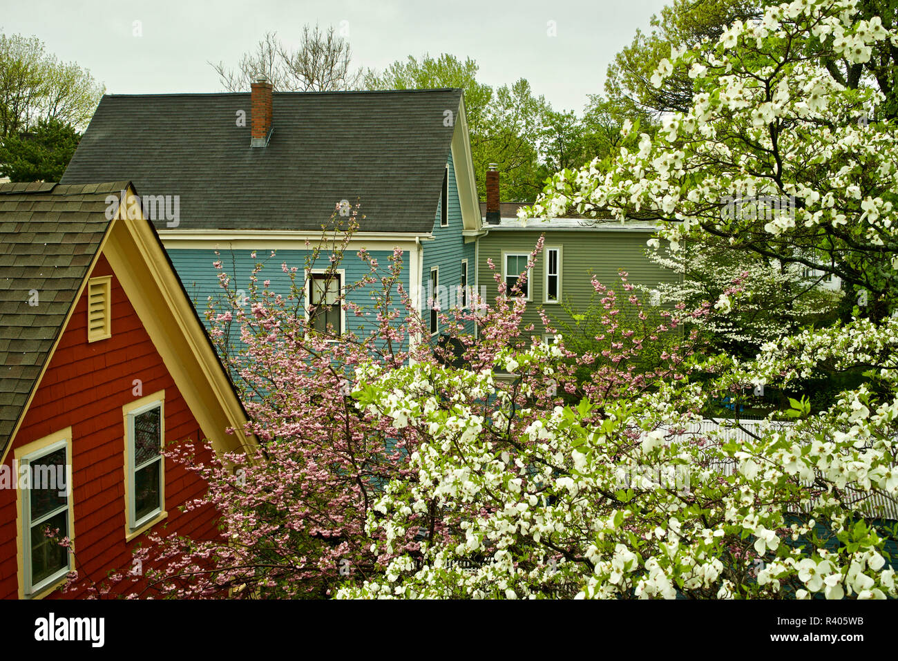 Stati Uniti d'America, Massachusetts, Cambridge. Alberi in fiore Foto Stock