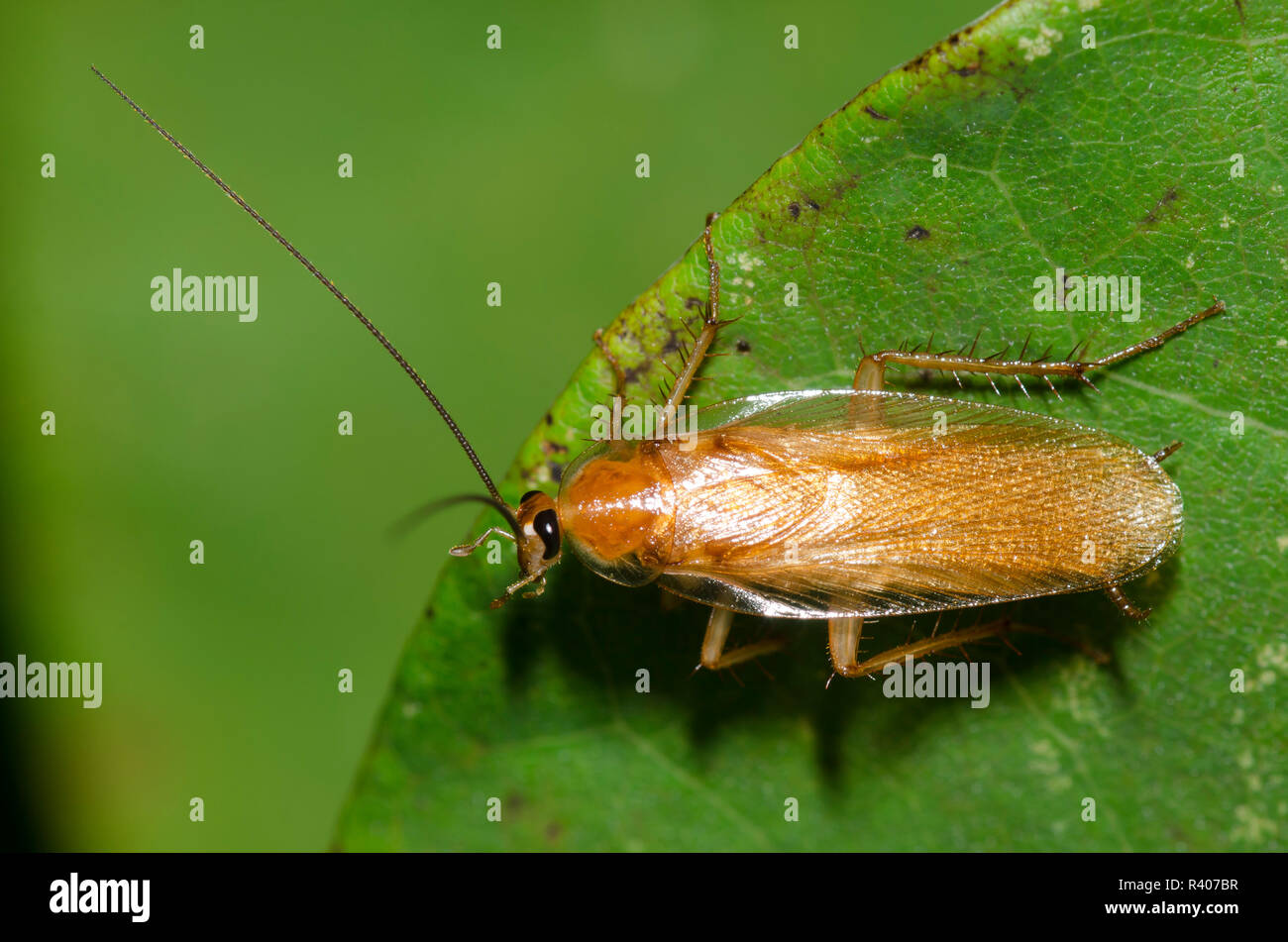 Legno Fulvous scarafaggio, Parcoblatta fulvescens Foto Stock