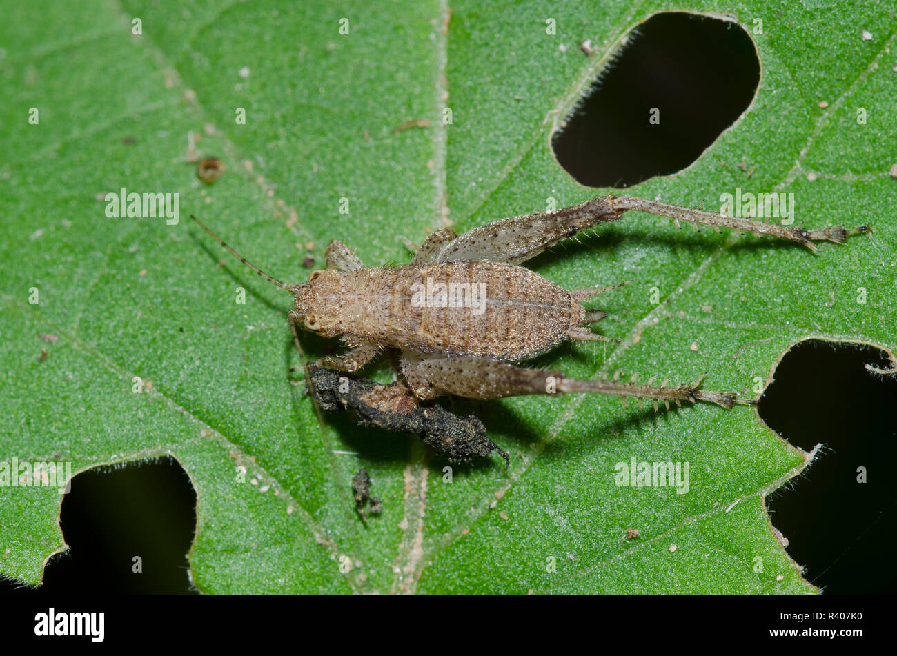 Bush Cricket, sottofamiglia Hapithinae, ninfa Foto Stock