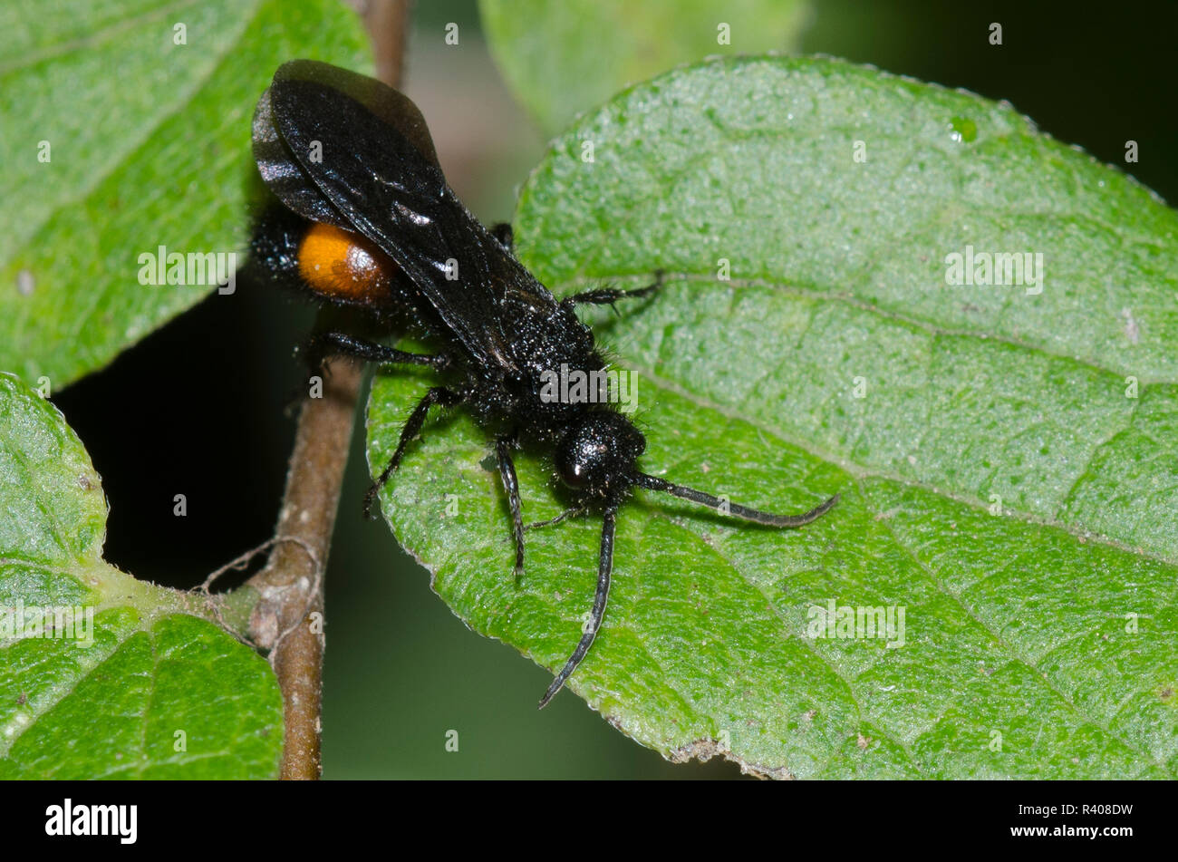 Velvet Ant, Dasymutilla sp., maschio Foto Stock