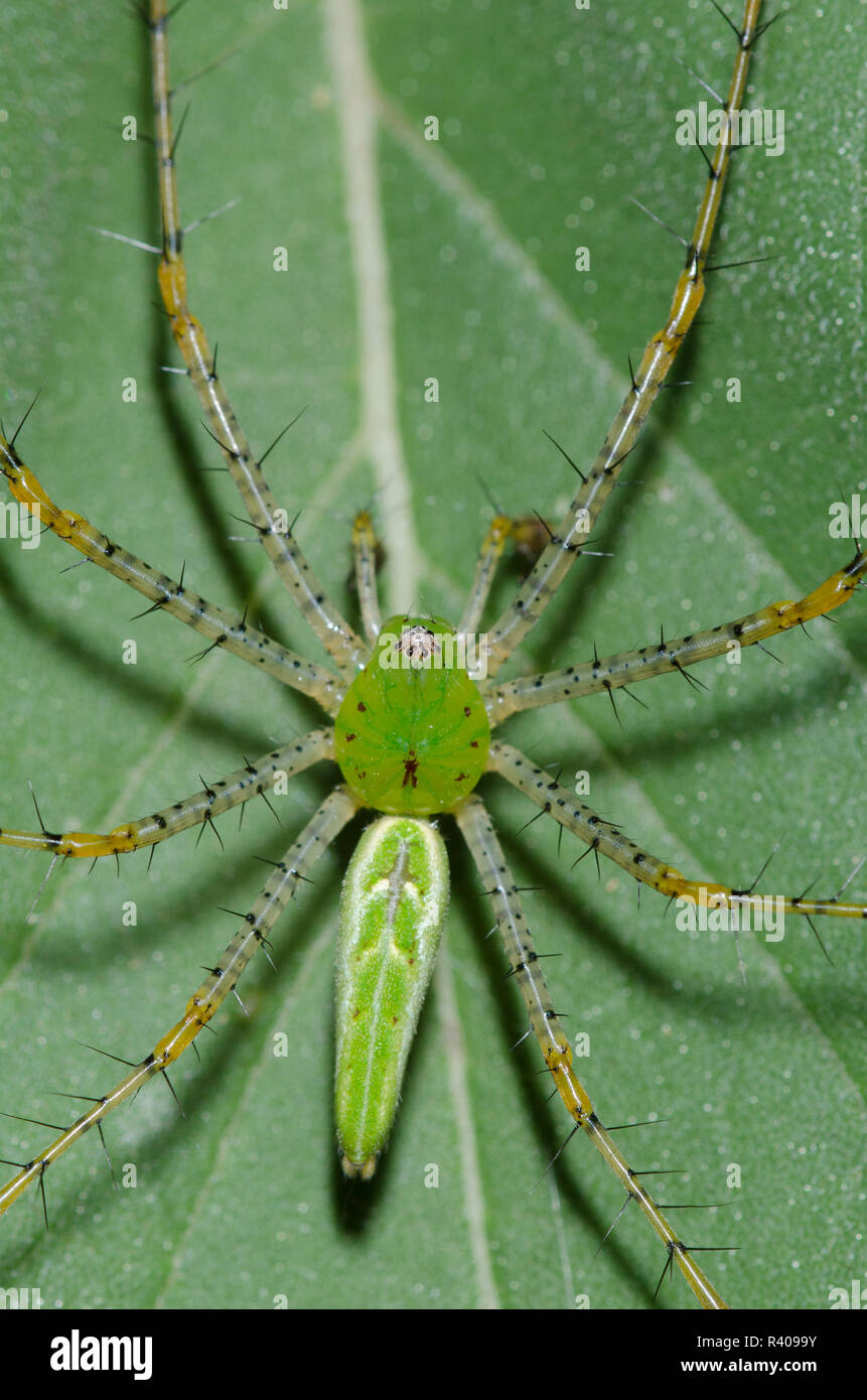 Green Lynx Spider, Peucetia viridans, maschio su Ashy, girasole Helianthus mollis, leaf Foto Stock