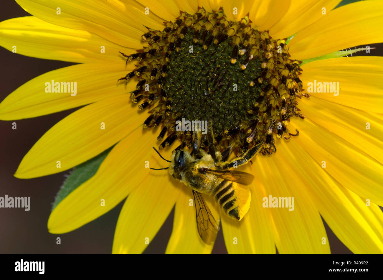 Foglia-Cutter Bee, Megachile sp., raschiare il polline sull addome da ashy, girasole Helianthus mollis Foto Stock