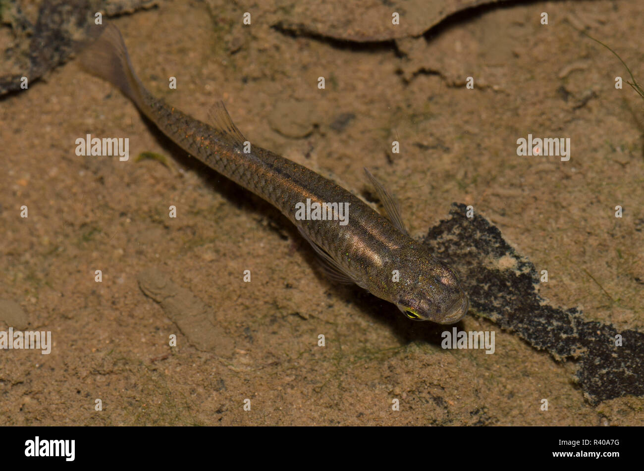 Western Mosquitofish, Gambusia affinis Foto Stock