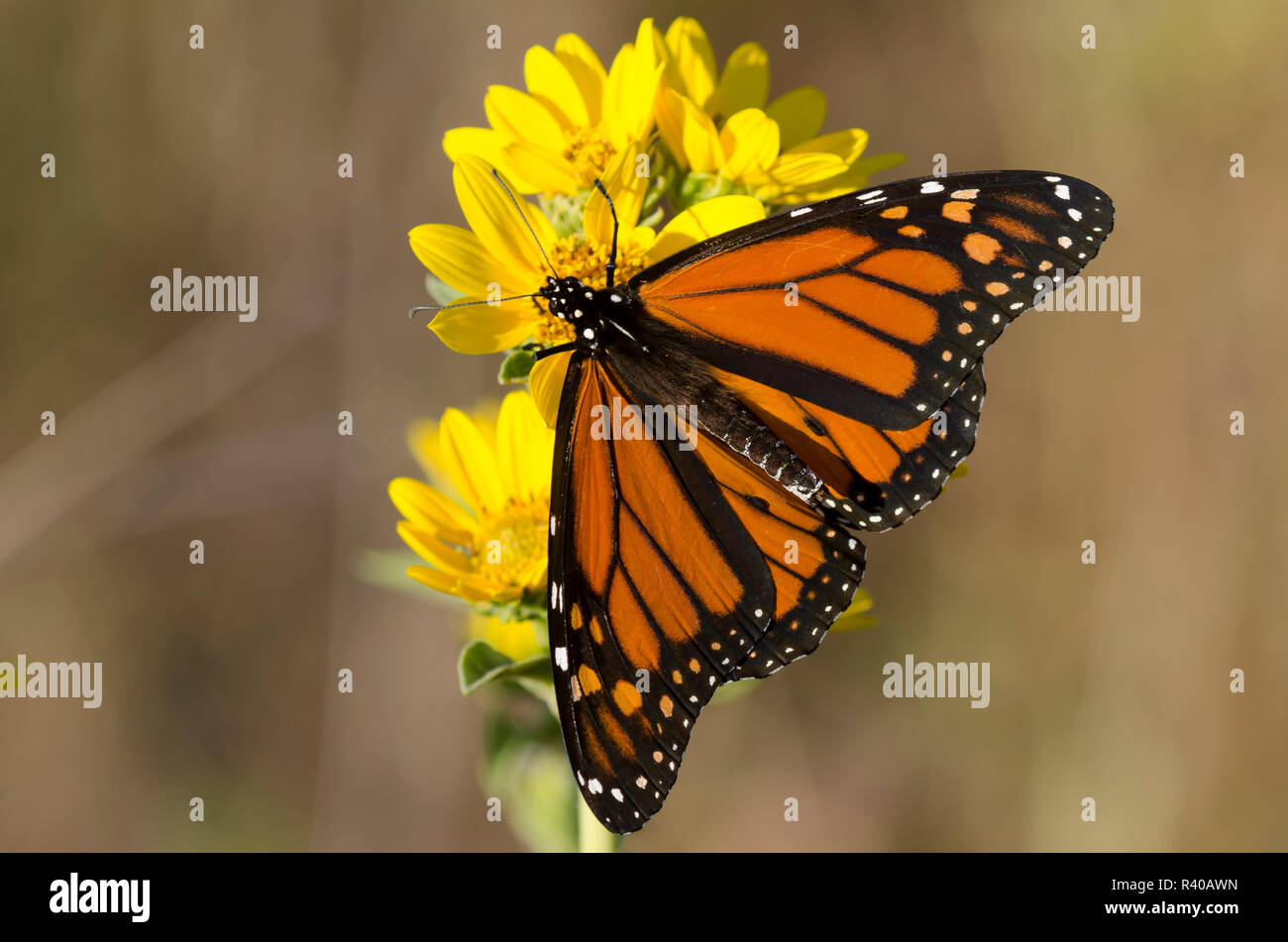 Monarch, Danaus plexippus, su Maximilian, girasole Helianthus maximiliani Foto Stock