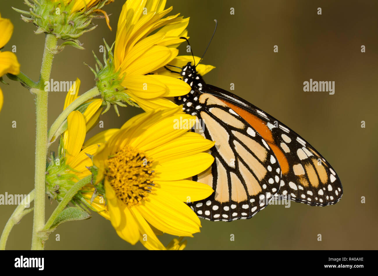 Monarch, Danaus plexippus, su Maximilian, girasole Helianthus maximiliani Foto Stock