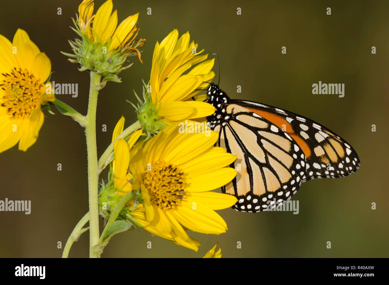 Monarch, Danaus plexippus, su Maximilian, girasole Helianthus maximiliani Foto Stock