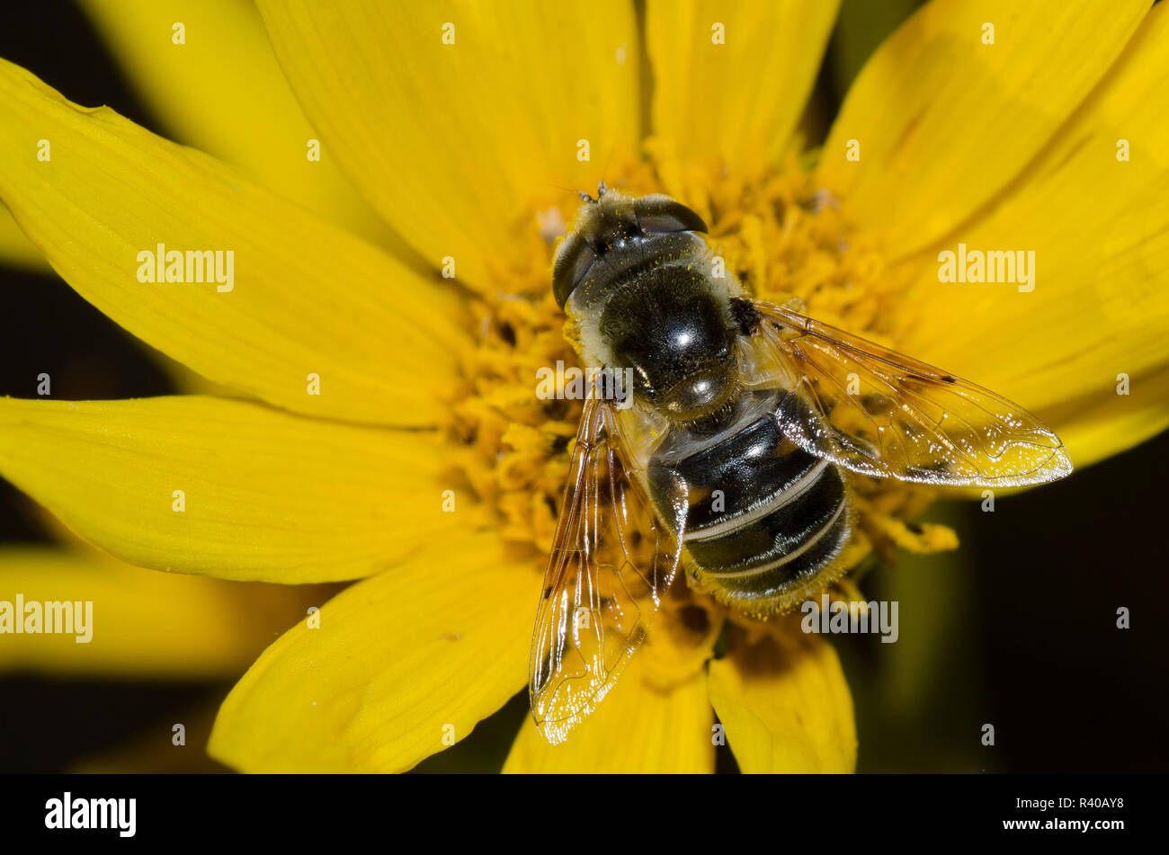 Syrphid Fly, Eristalis stipator, su Maximilian, girasole Helianthus maximiliani Foto Stock