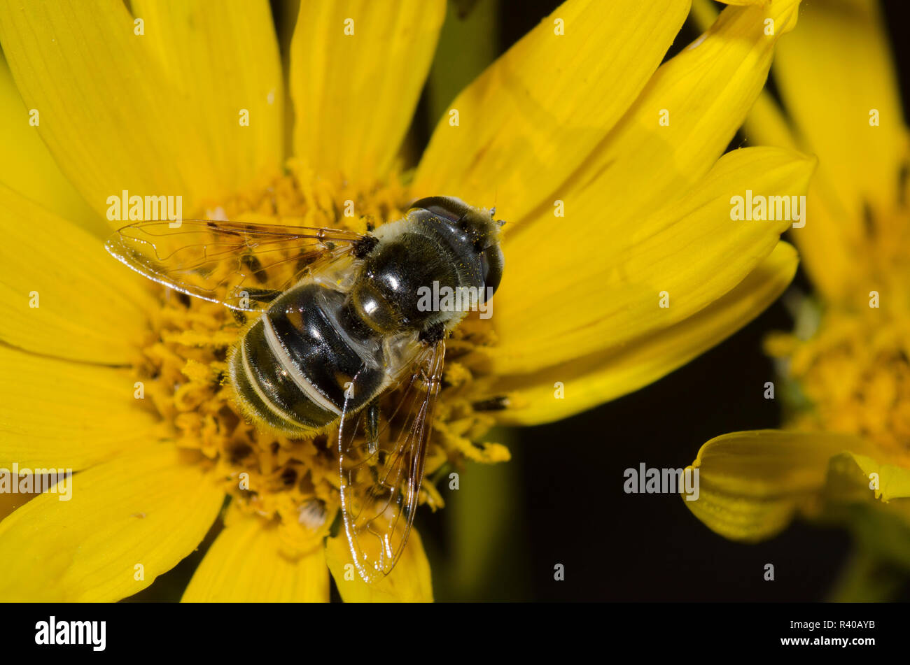 Syrphid Fly, Eristalis stipator, su Maximilian, girasole Helianthus maximiliani Foto Stock